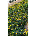 Asian garden indoesnisa Potmarigold calendula seeds flower seeds for growing